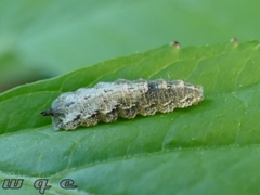 Meligramma triangulifera