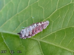 Meligramma triangulifera