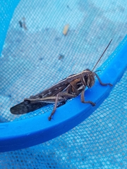 Schistocerca piceifrons