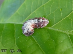 Meligramma triangulifera