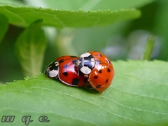 Harmonia axyridis