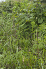 Syneilesis aconitifolia