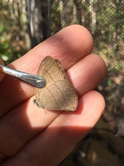 Nhambikuara cerradensis