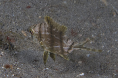Gymnocranius griseus