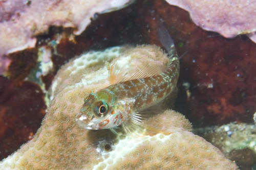 Randall's triplefin (Helcogramma randalli) — Tripterygiidae