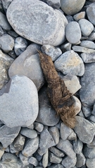 Canis lupus italicus