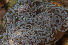 Fimbriaphyllia ancora
