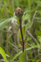Hypochaeris ciliata