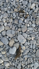 Canis lupus italicus