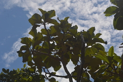 Aspidosperma tomentosum