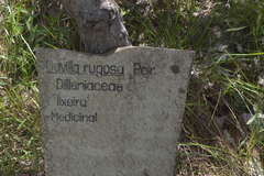 Davilla rugosa