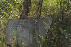 Aspidosperma tomentosum
