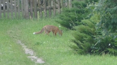 Vulpes vulpes
