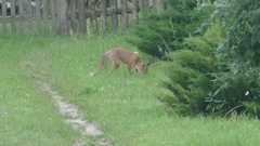 Vulpes vulpes