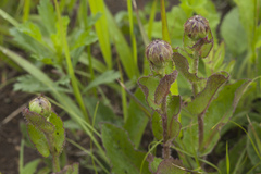Hypochaeris ciliata