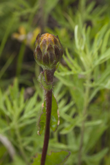 Hypochaeris ciliata