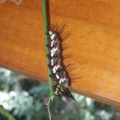 Dryas iulia alcionea