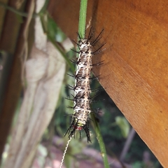 Dryas iulia alcionea