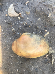 Ruditapes decussatus