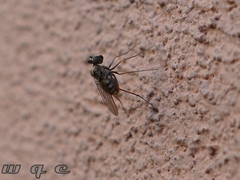 Diptera