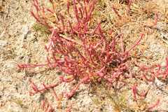 Salicornia natalensis