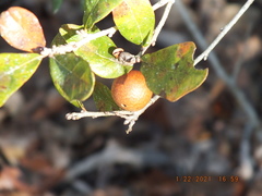 Disholcaspis quercusomnivora