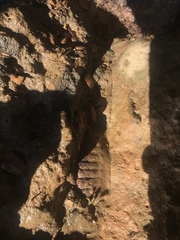 Chitonoidea