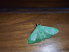 Lepidoptera
