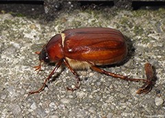 Phyllophaga rugosa