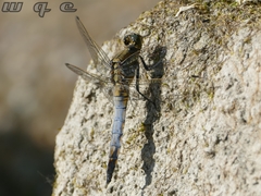 Orthetrum cancellatum