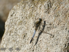Orthetrum cancellatum