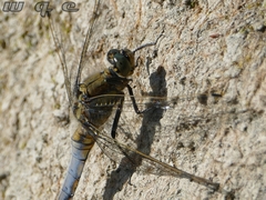 Orthetrum cancellatum