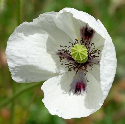 Papaver dubium