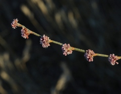 Eriogonum roseum