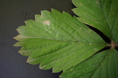 Fragaria moschata