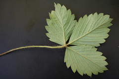 Fragaria moschata