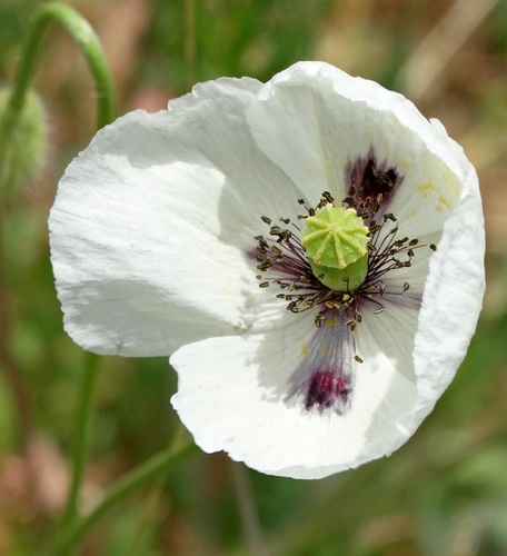 Papaver dubium