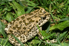 Bufotes pewzowi