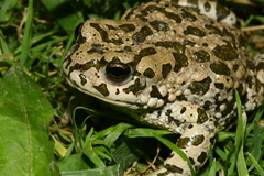 Bufotes pewzowi