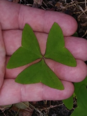 Ionoxalis