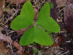 Ionoxalis