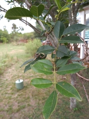Lonchocarpus nitidus