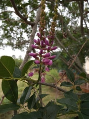 Lonchocarpus nitidus