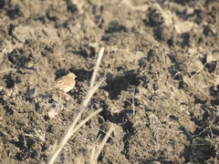 Anthus
