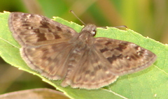 Erynnis martialis