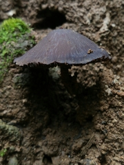 Fungi