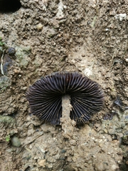 Fungi