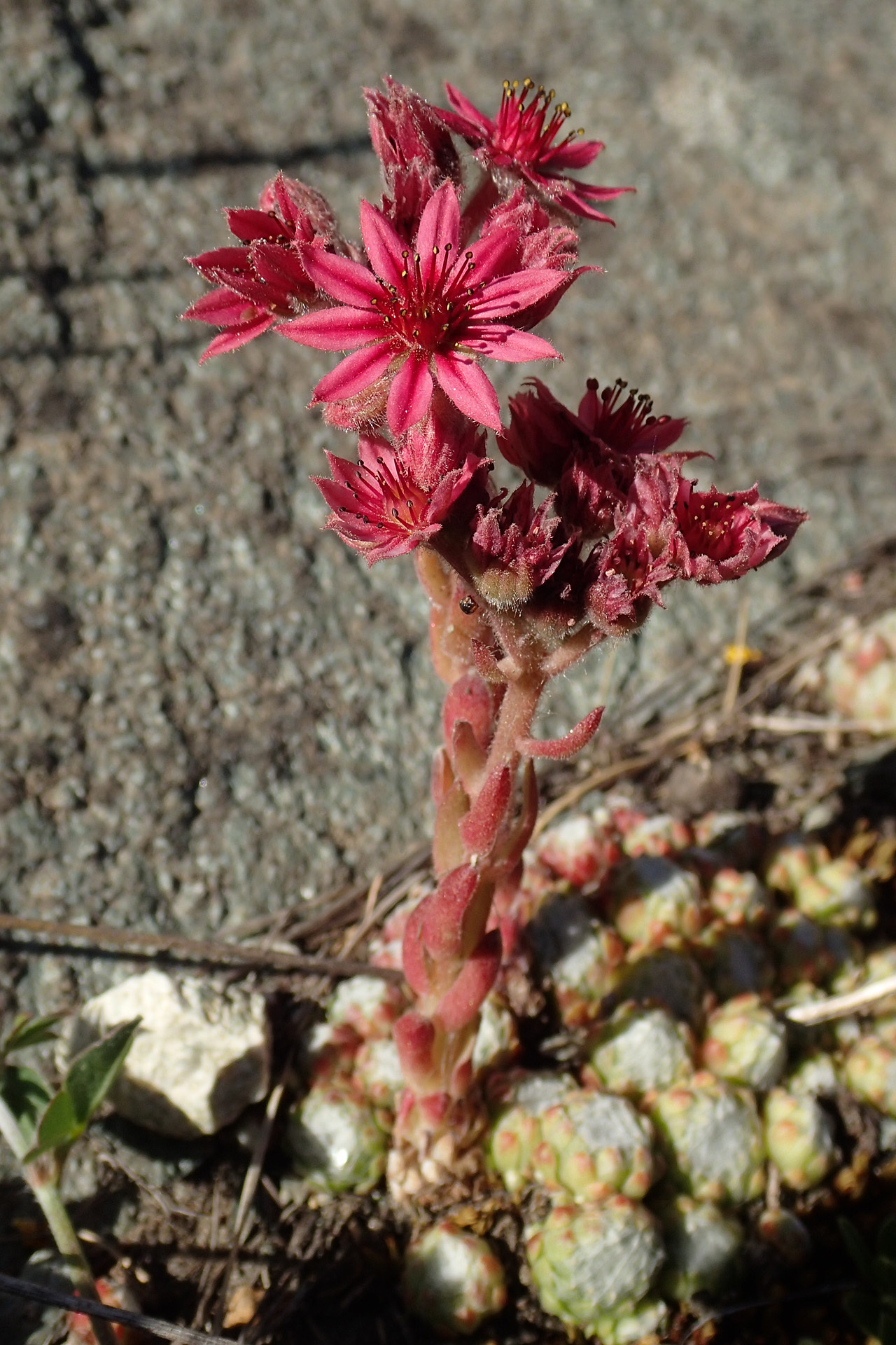 Siempreviva de la Telaraña (Sempervivum arachnoideum) · NaturaLista Mexico