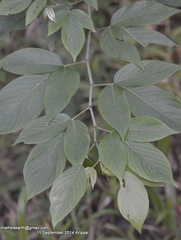 Dendrolobium triangulare