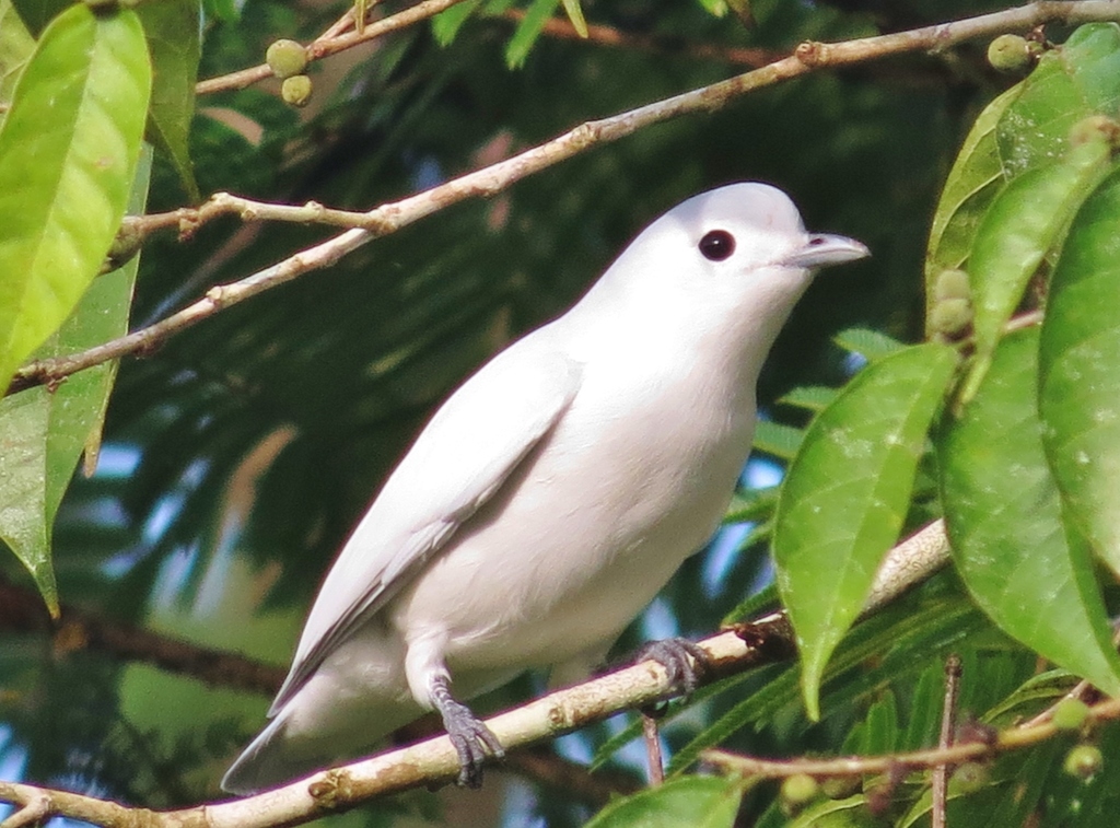 Snowy Cotinga photo